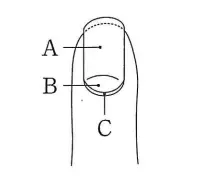 爪の構造を表した図
